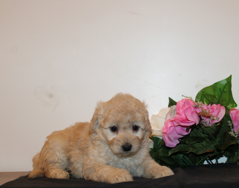 puppy, for, sale, Mini  Goldendoodle, Matthew B. Stoltzfus, dog, breeder, Gap, PA, dog-breeder, puppy-for-sale, forsale, nearby, find, puppyfind, locator, puppylocator, aca